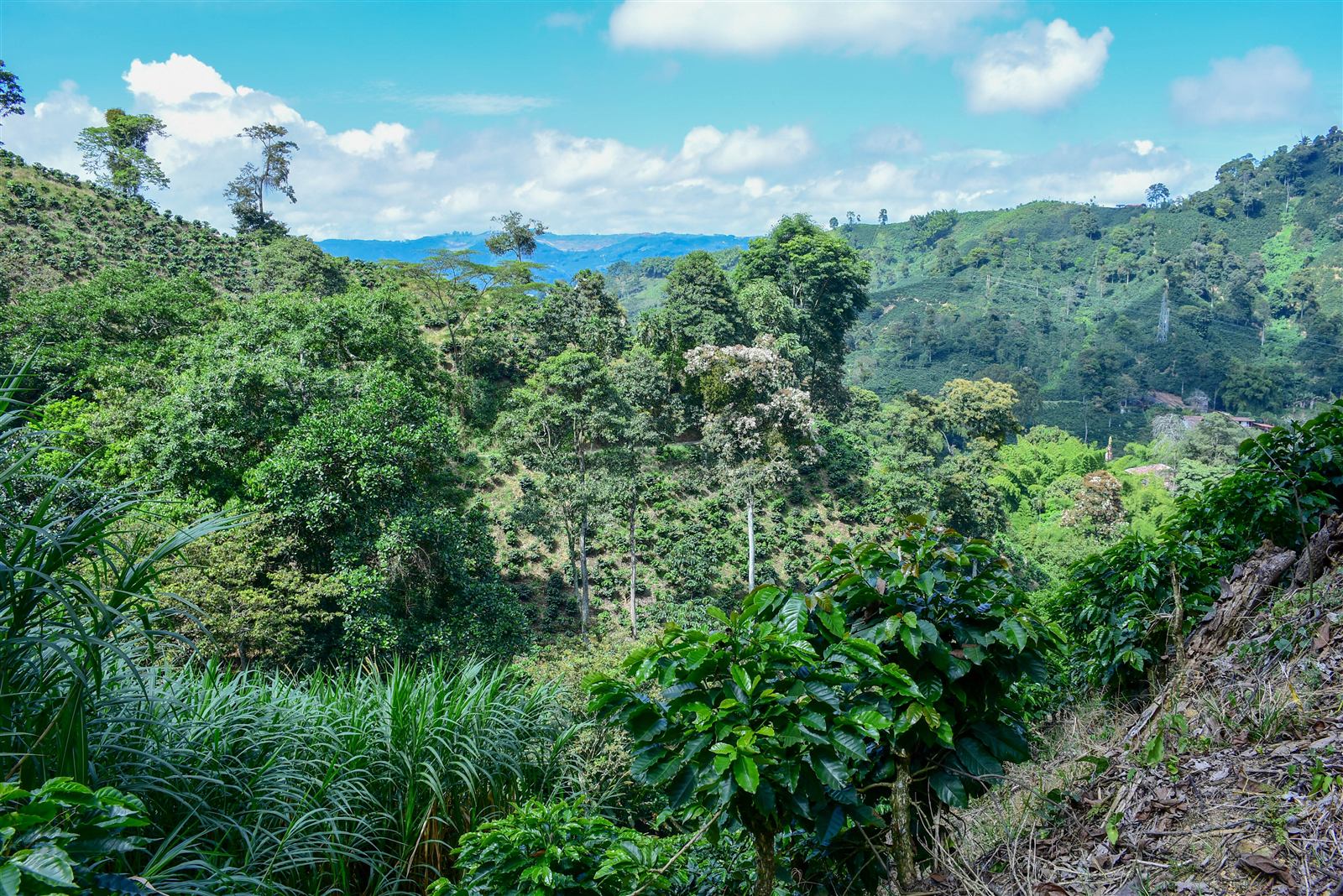 Vale verdejante de plantação de café