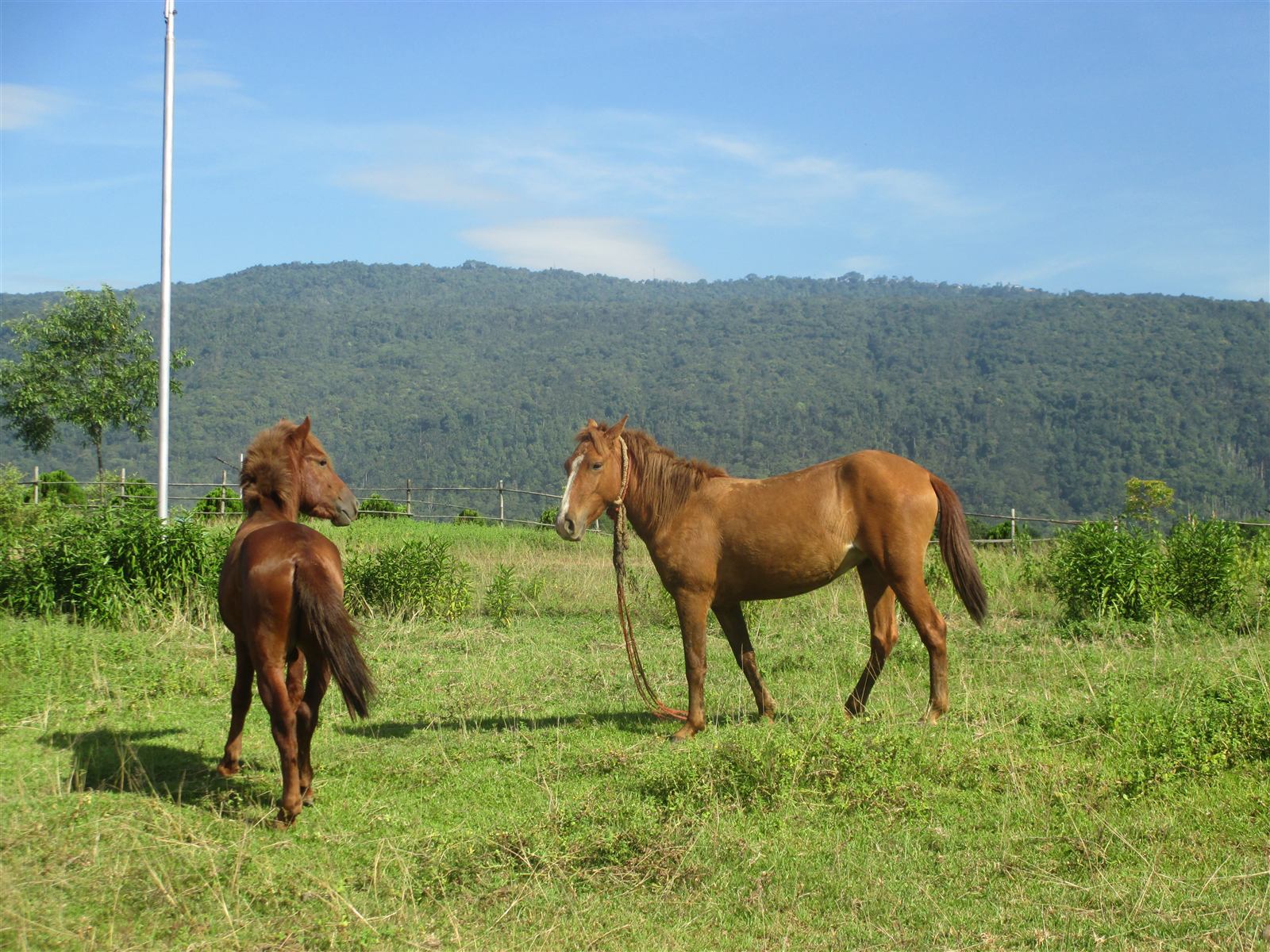 Cavalos em pastagem verde